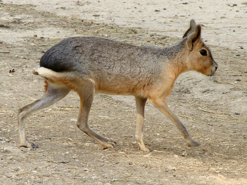 mara