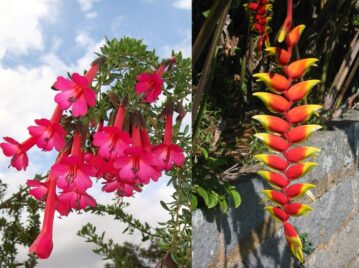 Flor nacional de Bolivia