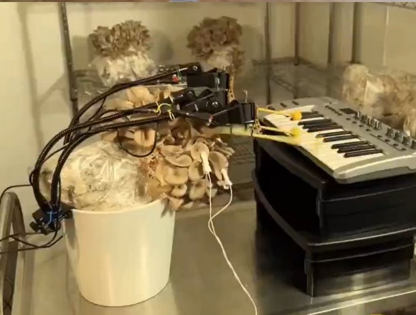 Hongo que toca el piano